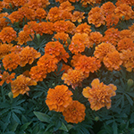 Marigolds