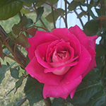 Starlight Rose